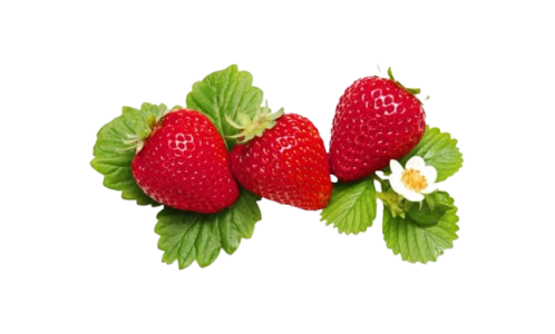 a6b195cee8247049d08263f257b80cae-removebg-preview.png
