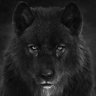 The Wolf